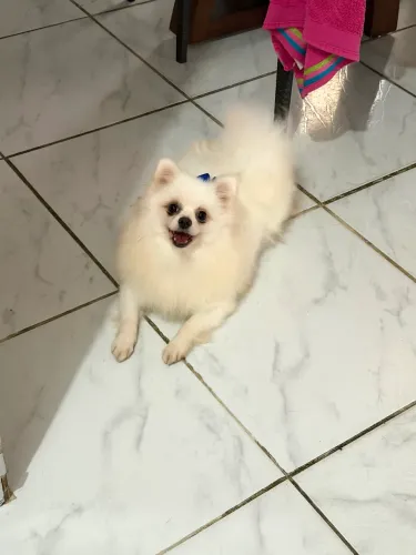 Cachorro Lulu da pomerania spitz alemão