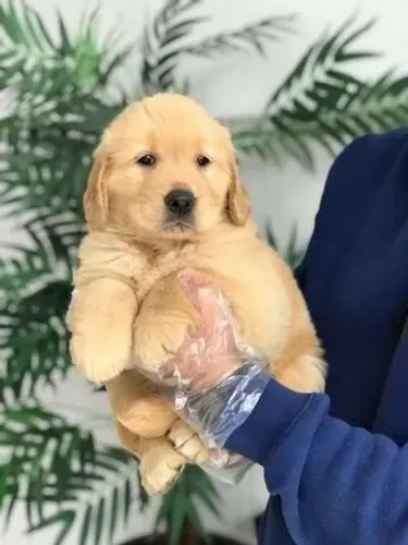 Golden Retriever Filhote ? Um Novo Amigo para a Vida Toda