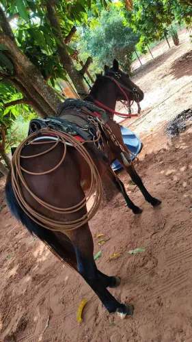 Égua mansa