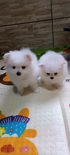 Filhote de spitz alemão 