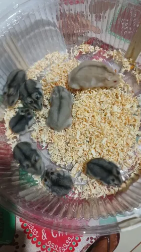 Ramister anão femia e macho a venda 20 cada um 