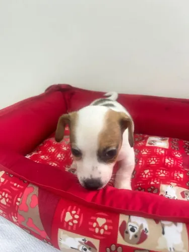 Jack Russel Terrier | Alerta de fofura
