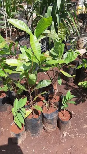 Mudas de caju  amarelo e vermelho doce  produz precoce