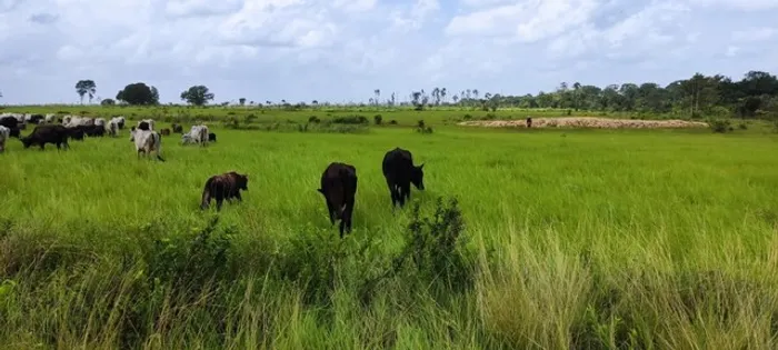 Fazenda 300 alqueires com 270 aberto por R$28.145,69 mil o alqueire