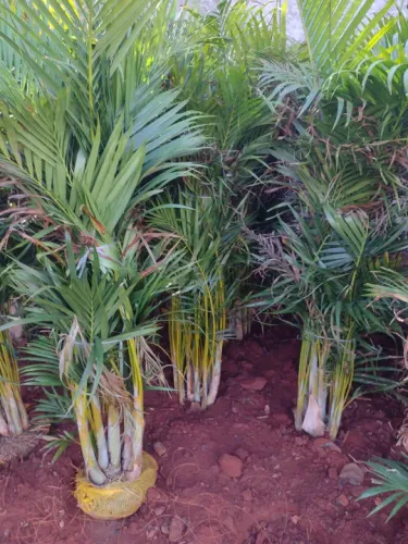 Areca bambú 