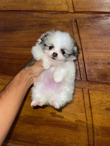 Lulu da pomerania- filhote a pronta entrega