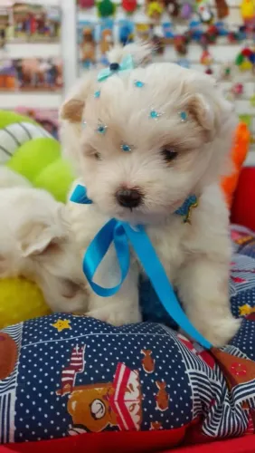 Maltês fêmea mini 