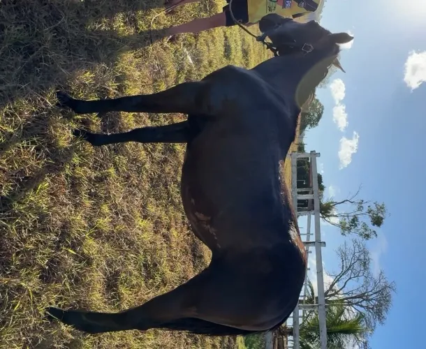 Potra quarto de milha neta do Diego Steel de 12 meses