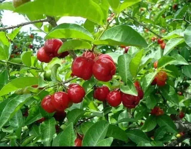 mudas da acerola Vitamina C Fresquinha o Ano Todo e em Tempo Recorde!