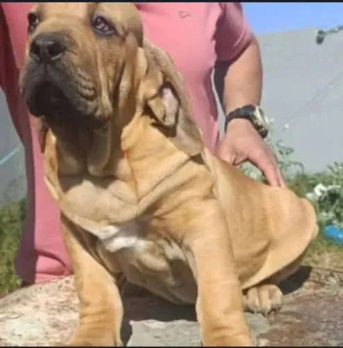 filhote fila brasileiro alto padrão.