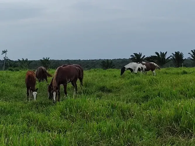 156 hectares com 60% aberta em pasto R$1.900.000,00 há 60 km de Castanhal