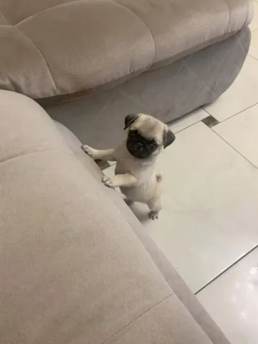 Filhotes de Pug | Beleza que encanta qualquer olhar!