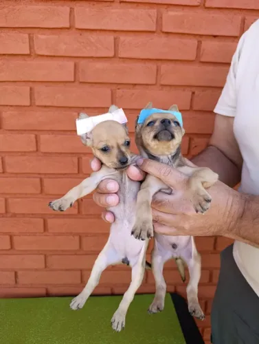 Pinscher Macho Miniatura - Oferta Única