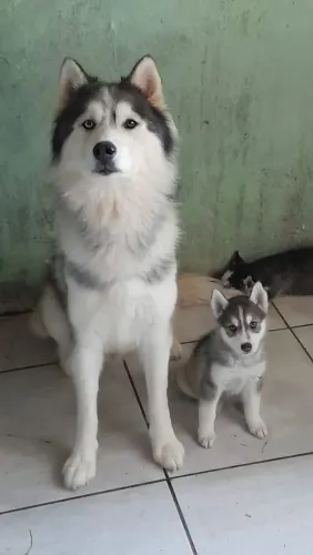 Filhotes de husky siberiano puro