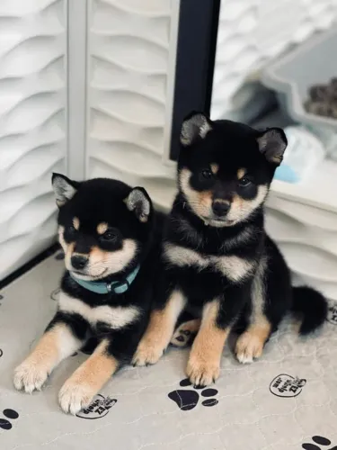Filhotes de Shiba Inu - Perfeitos para Sua Família