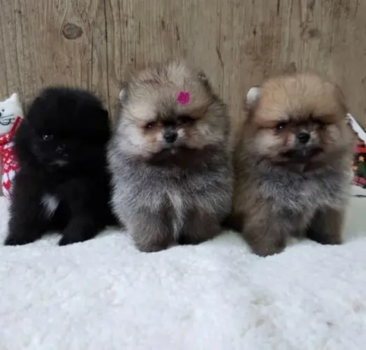 Filhote Spitz Alemão Anão- Vacinado E Pedigree - 12 x no Cartão - Whatsapp na descrição