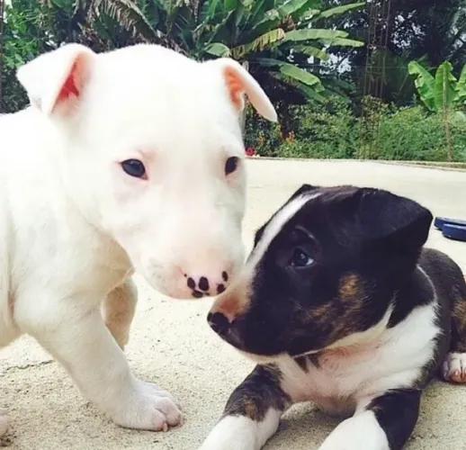 Dois machinhos de Bull terrier filhotes com 56 dias vacinados padrão mini - Alberto
