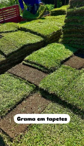 Grama em tapetes para jardim