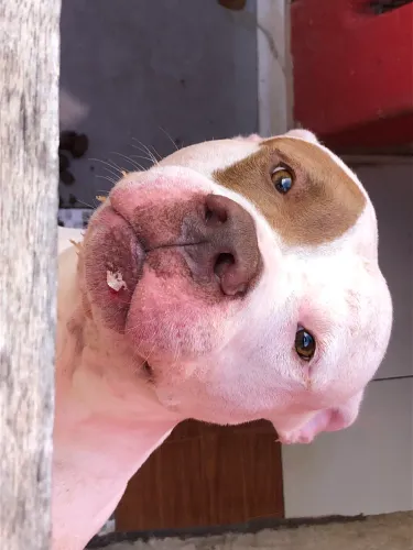 Estou doando esses dois pitbulls 