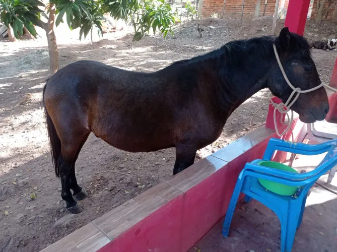 Cavalo Piquiras domado