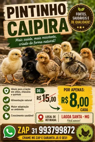 Pintinhos Caipira