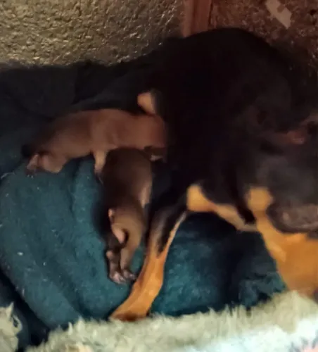 Pinscher zero machinho para reserva