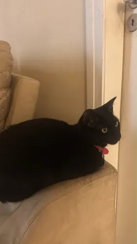 Gata Preta Fêmea