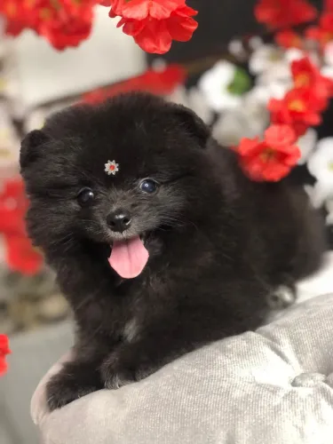 Lulu da Pomerânia 
