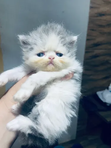 Gato Persa  Macho  * Mogi Guaçu sp