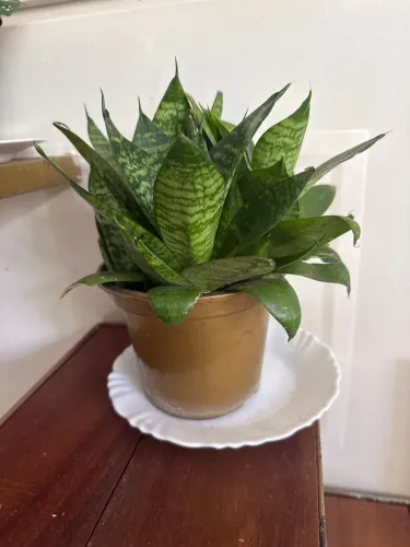 Plantas