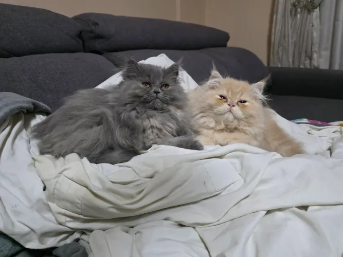 Gato Persa Filhote