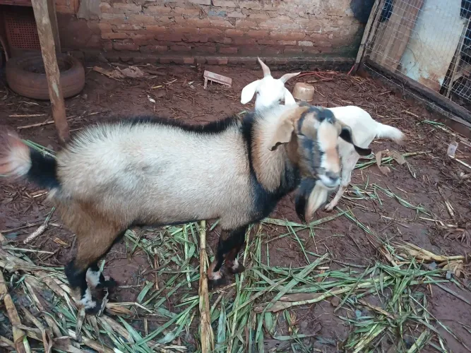 Cabrito