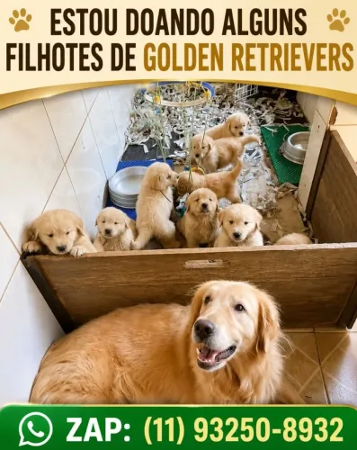 Doação Filhotes de Golden