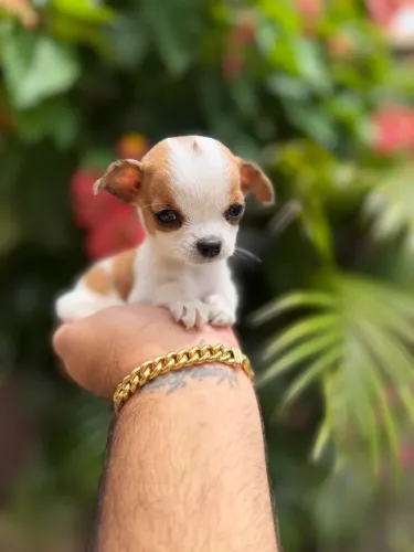 Chihuahua com 52 dias vermifugado e vacinado 