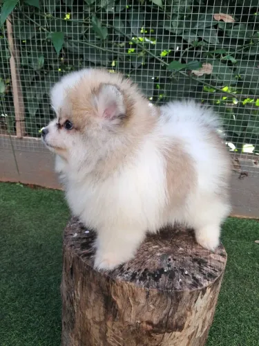 Spitz alemão anão