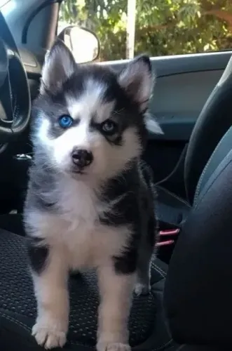 Lindos filhotes de Husky Siberiano 