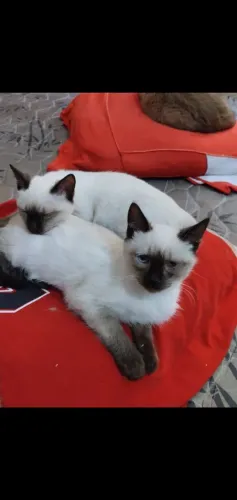 Casais filhotes gatos siamês puros .