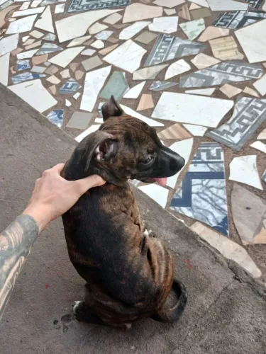 Filhote pitbull
