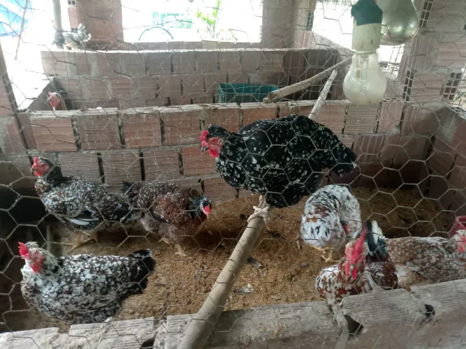Pinto de gsb galinha balão