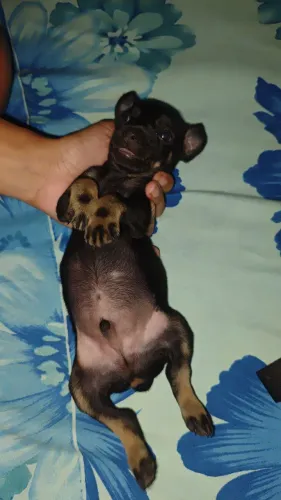 Pinscher