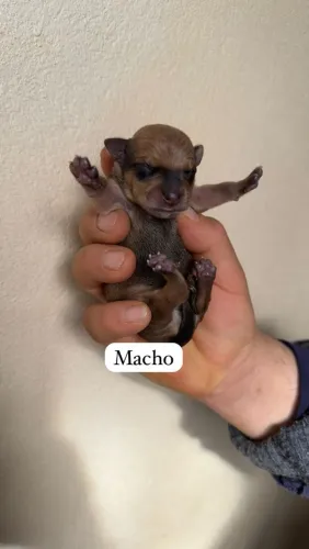 Pinscher macho 