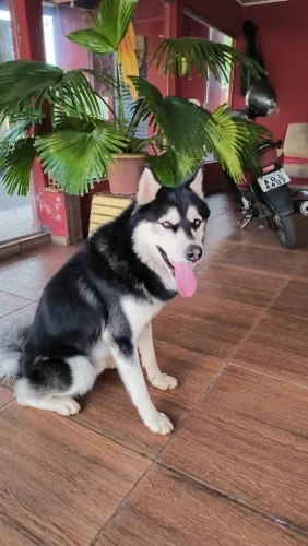 Husky siberiano macho DOAÇÃO