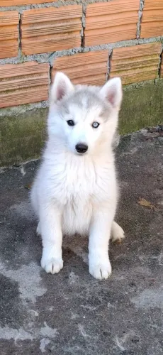 Linda feminha de husky siberiano