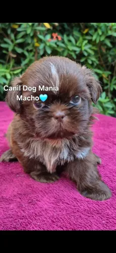 Shih tzu macho chocolate 