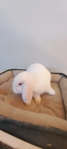 Mini lop orelhas caídas