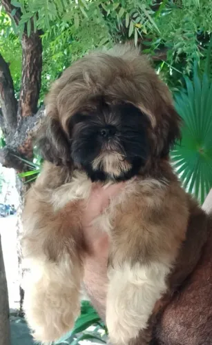 Filhote Shih Tzu macho 2 meses