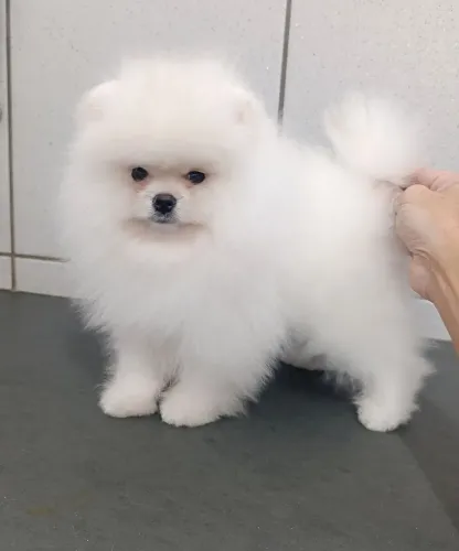 Spitz alemão (lulu da Pomerânia) pedigree opcional 