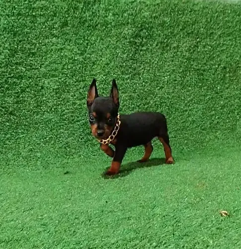 Pinscher chumbo alfa pré adestrado