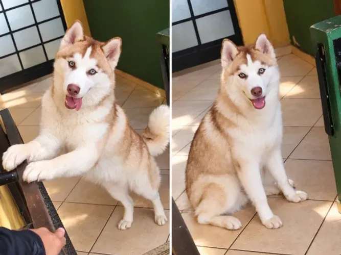 HUSKY SIBERIANO MACHO - BRANCO ISABELA