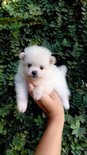 Animal